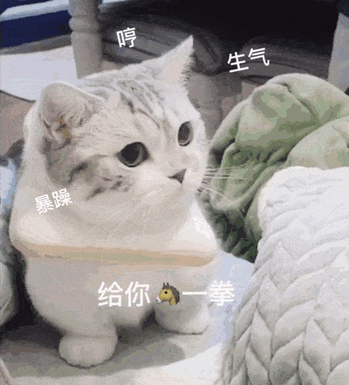 猫咪养没养熟看看它是否有这几个特征就明白了！