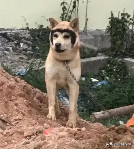 哈士奇和田园犬生下了孩子可没想到居然只遗传它一张脸笑疯了