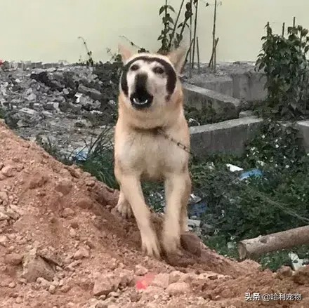 哈士奇和田园犬生下了孩子可没想到居然只遗传它一张脸笑疯了