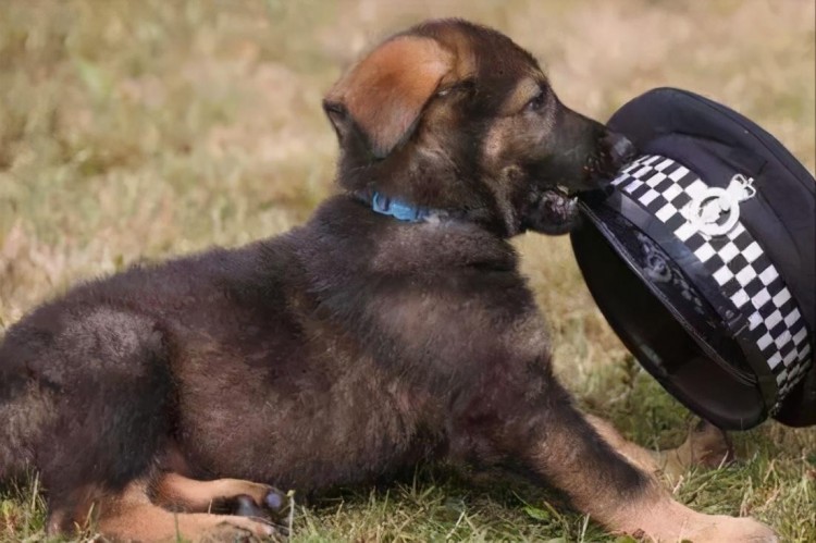 看完这些可爱的小警犬连上班的心思都没有了